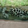 43 leopard