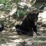 47 bear