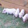 08 23 pigs