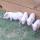 08 23 pigs