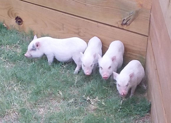 08 23 pigs