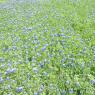 00 bluebonnets