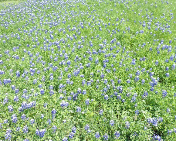 00 bluebonnets