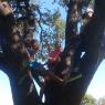 05 tree