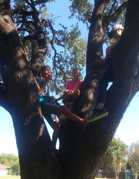 05 tree