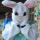bunny (3)