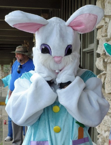 bunny (3)