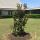 05 bruce memorial tree