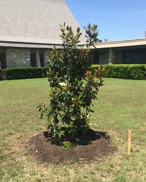 05 bruce memorial tree