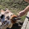 01 giraffe