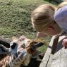 03 giraffe hannah