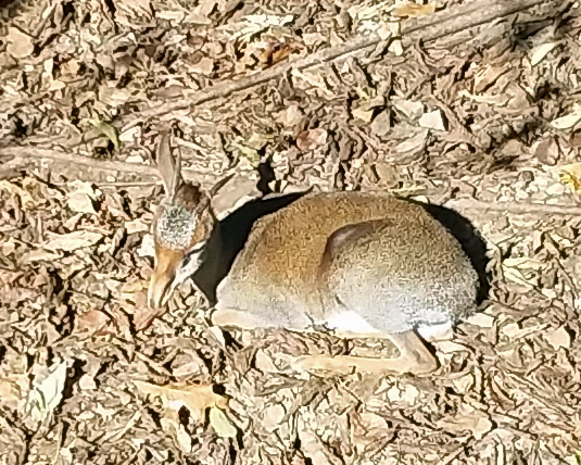 09 dik dik