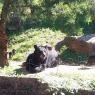 16 bear
