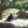 16 bear