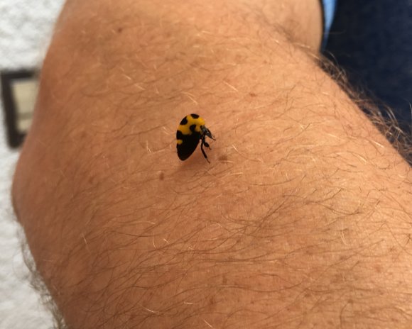 bug