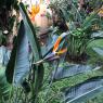 flower bird of paradise