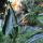 flower bird of paradise