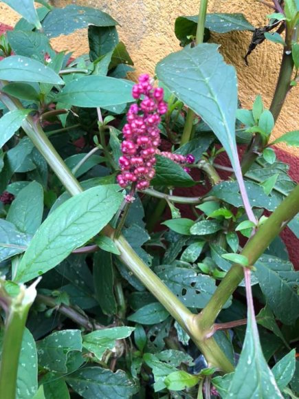 flower3 -2