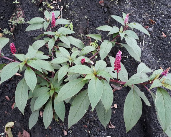 flower3