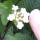 flower5