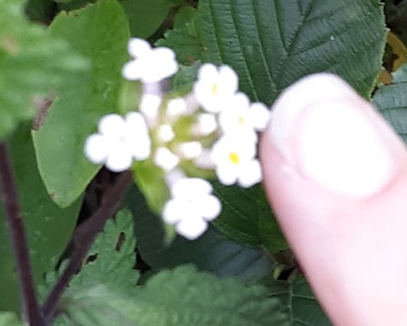 flower5