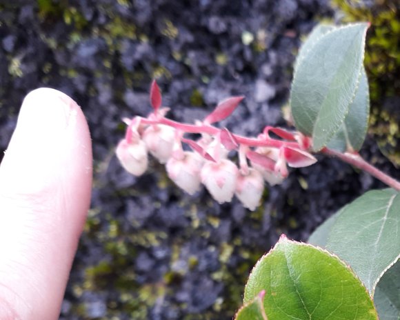flower6