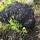 flower7