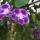 flower9 -2