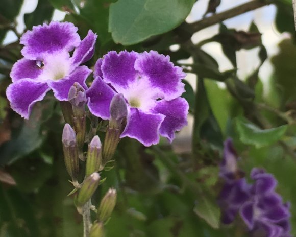 flower9 -2