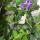 flower9