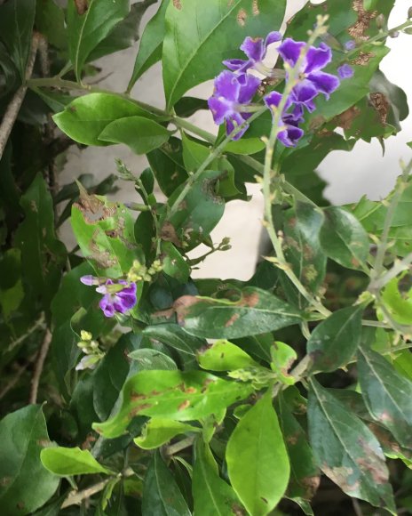 flower9