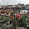 roof3