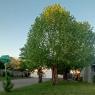 04 hh tree