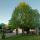 04 hh tree