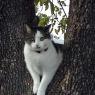 gandalftree1