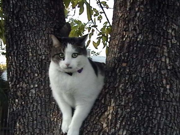 gandalftree1