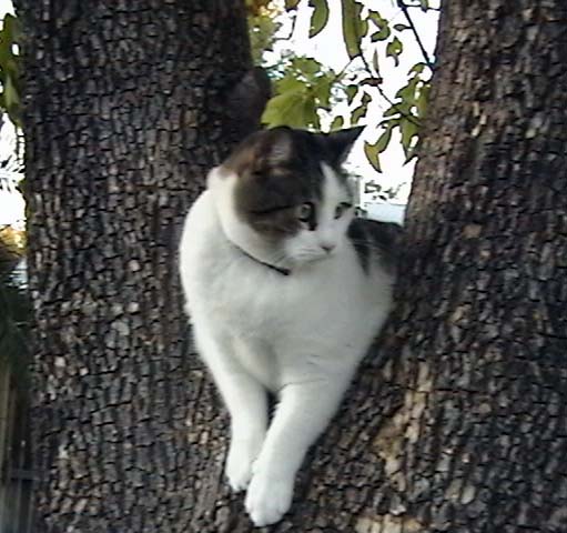 gandalftree
