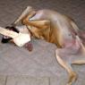 big bone