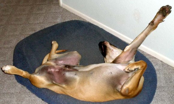 hercules asleep2