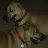 hercules_twin