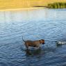 dog park2