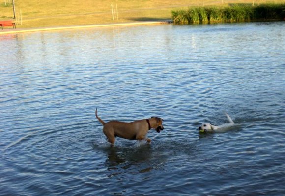 dog park2