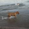dog park