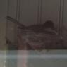 00 bird