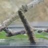 01 caterpillar