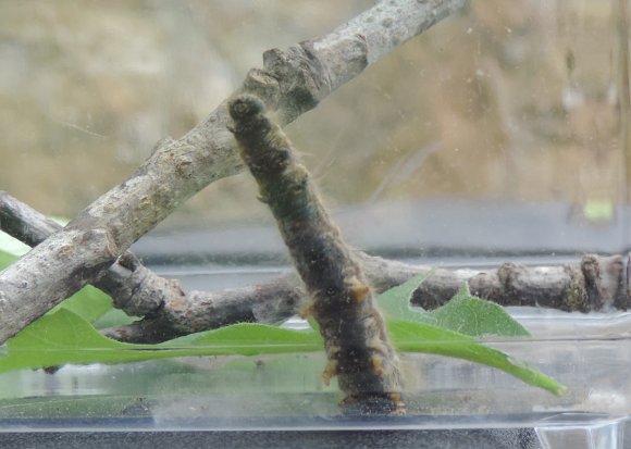 01 caterpillar