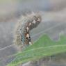 03 caterpillar