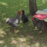 16 two roosters