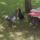 16 two roosters