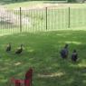 ducks chickens2